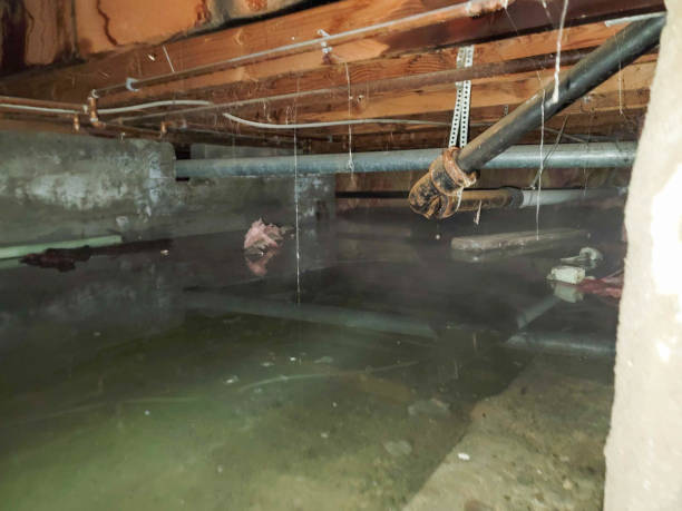 Best Carpet water damage restoration  in Rogers, MN