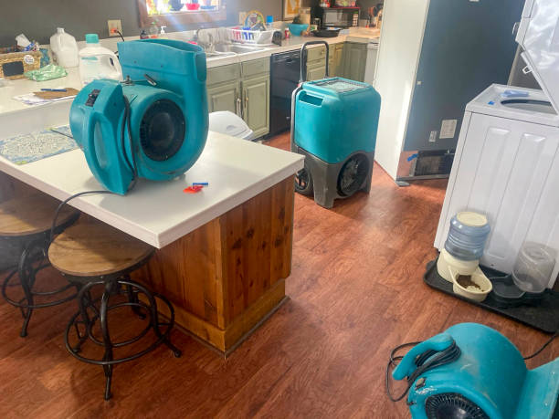Best Mold removal after water damage  in Rogers, MN