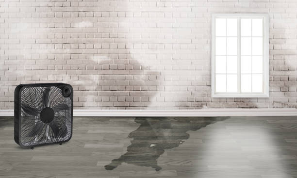 Best Water damage mitigation services  in Rogers, MN